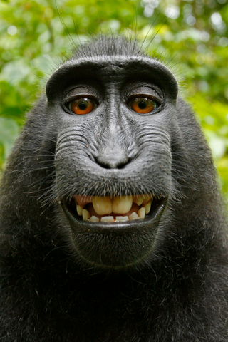 Illustration for article titled El mono y el selfie, o por qué las leyes de copyright están obsoletas